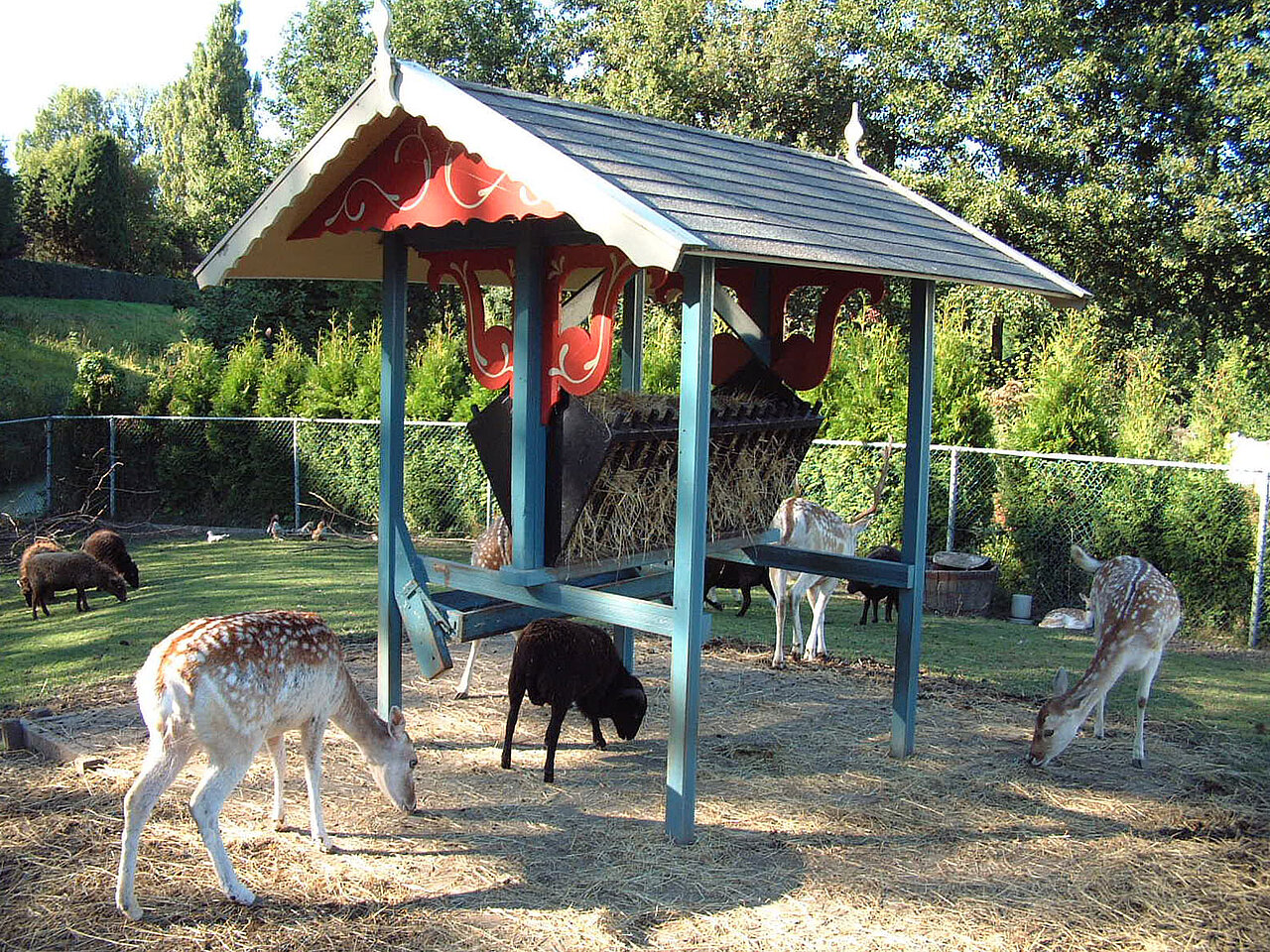 De damhertjes bij de hooiruif