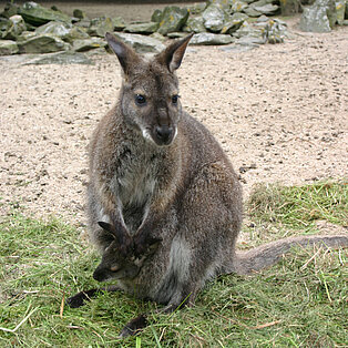 Een wallaby met jong