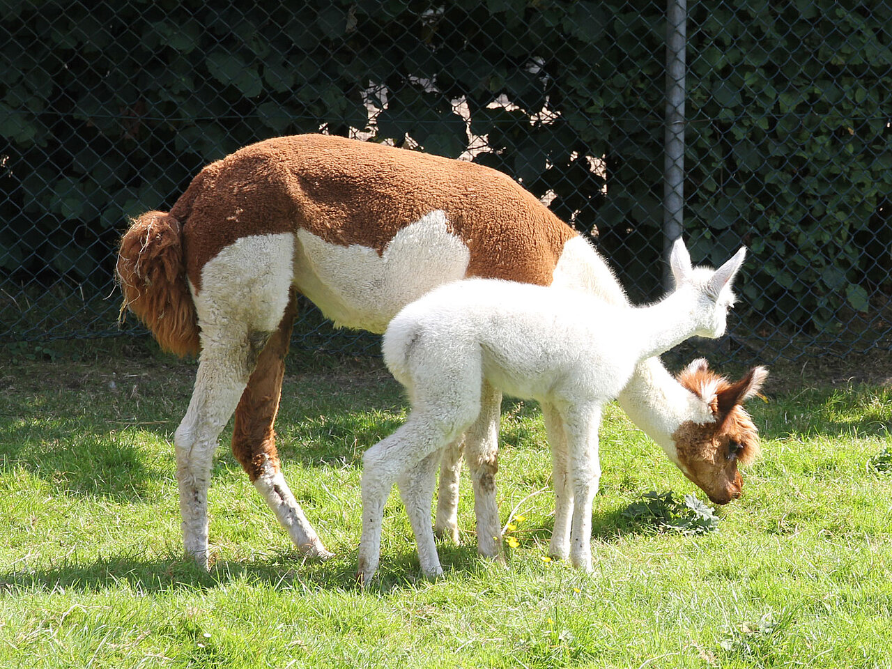 De alpaca's in de weide